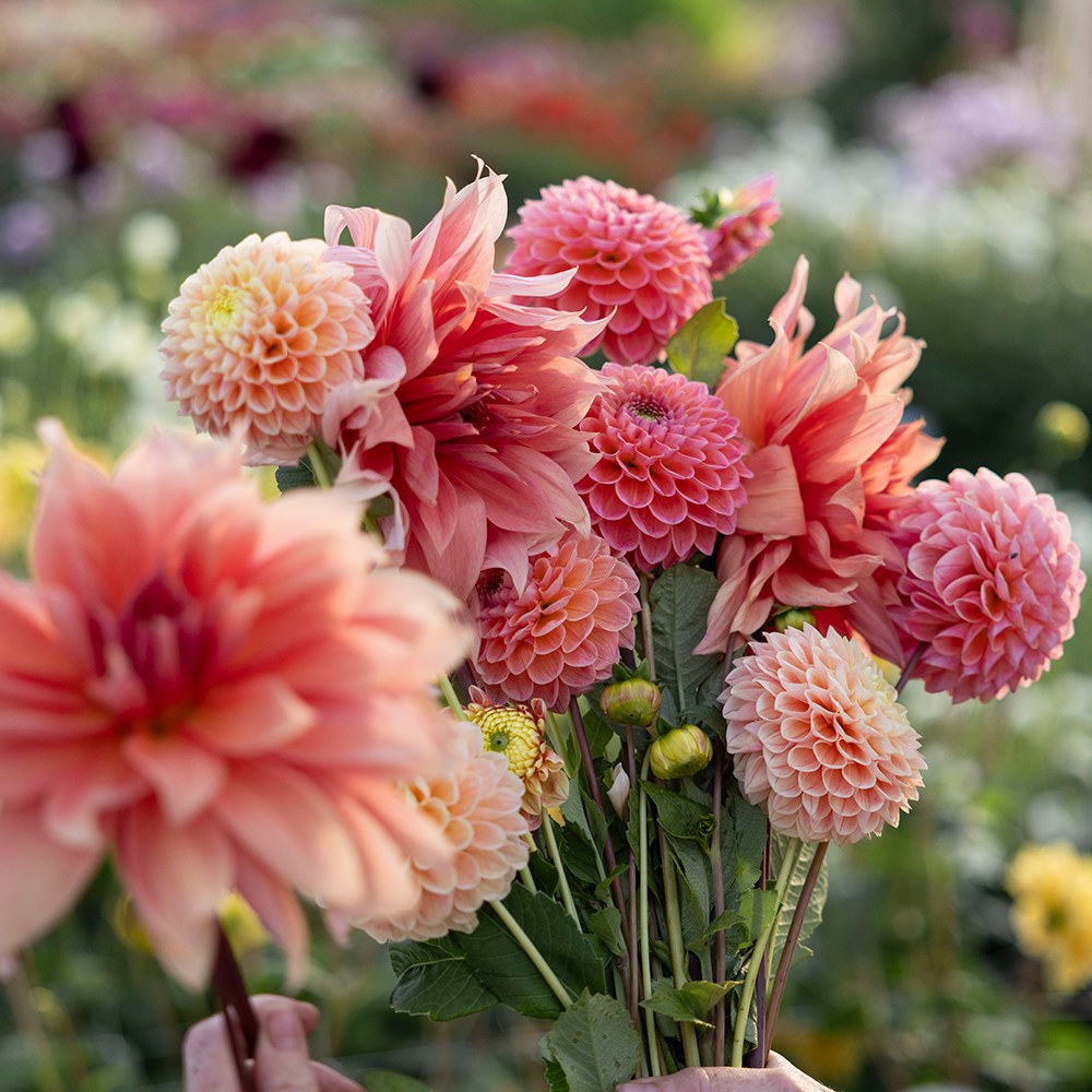 Peach dahlia collection