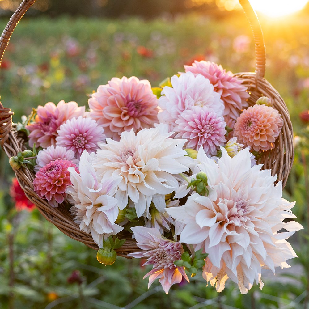 Pink champagne dahlia collection