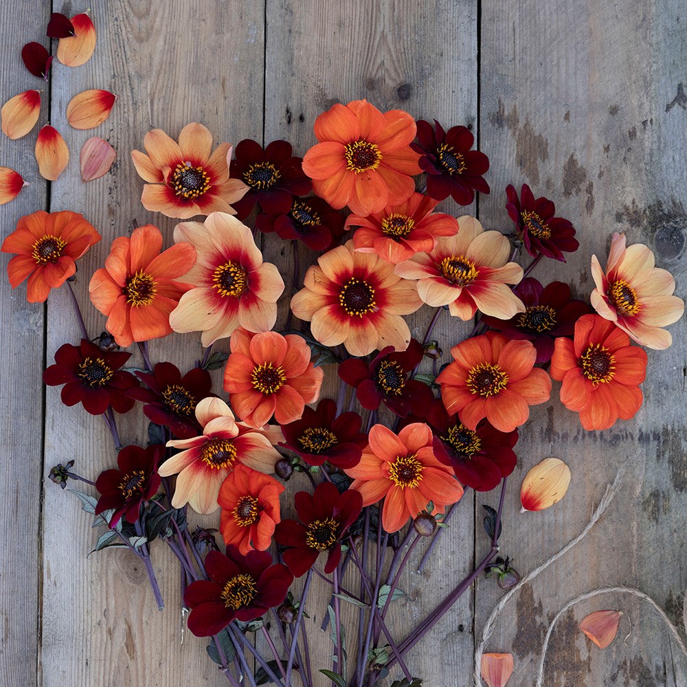 Chocolate orange pollinator dahlia collection