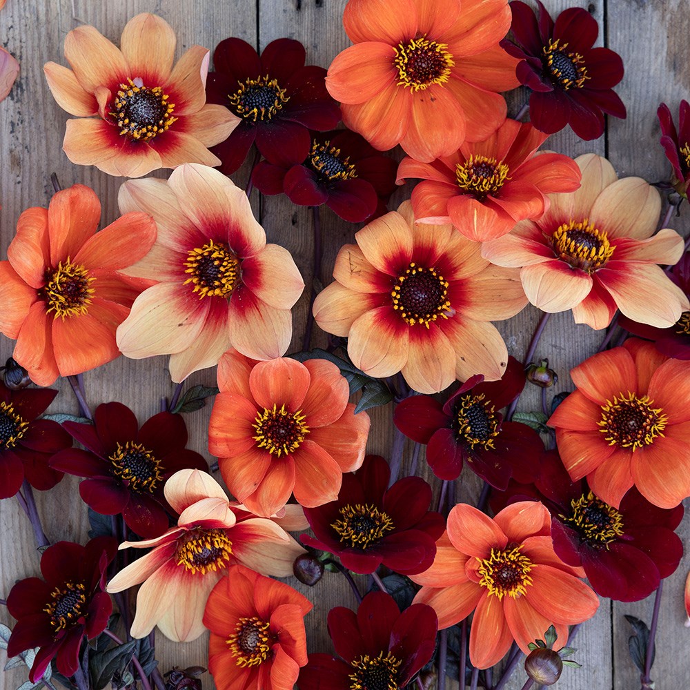 Chocolate orange pollinator dahlia collection