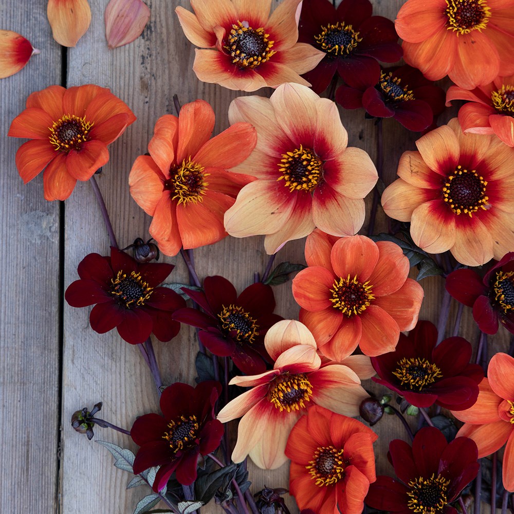 Chocolate orange pollinator dahlia collection
