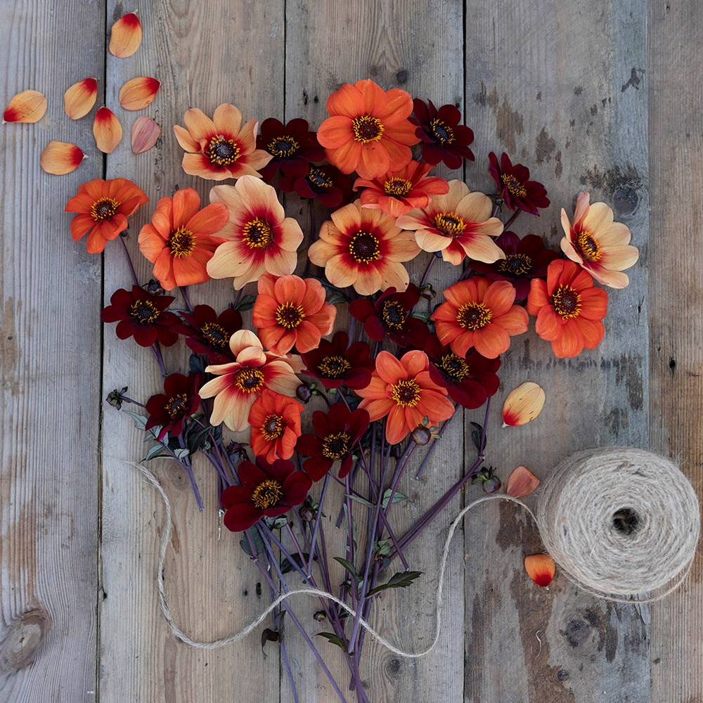 Chocolate orange pollinator dahlia collection