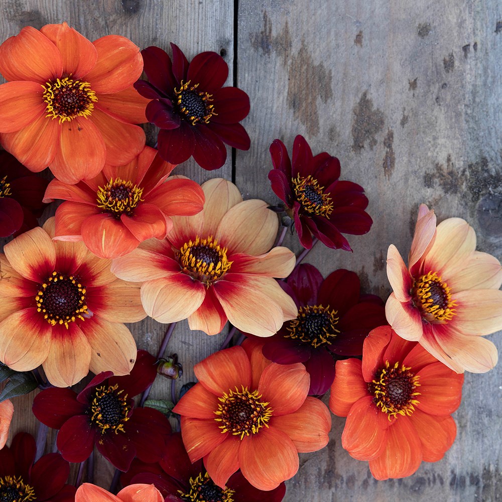 Chocolate orange pollinator dahlia collection