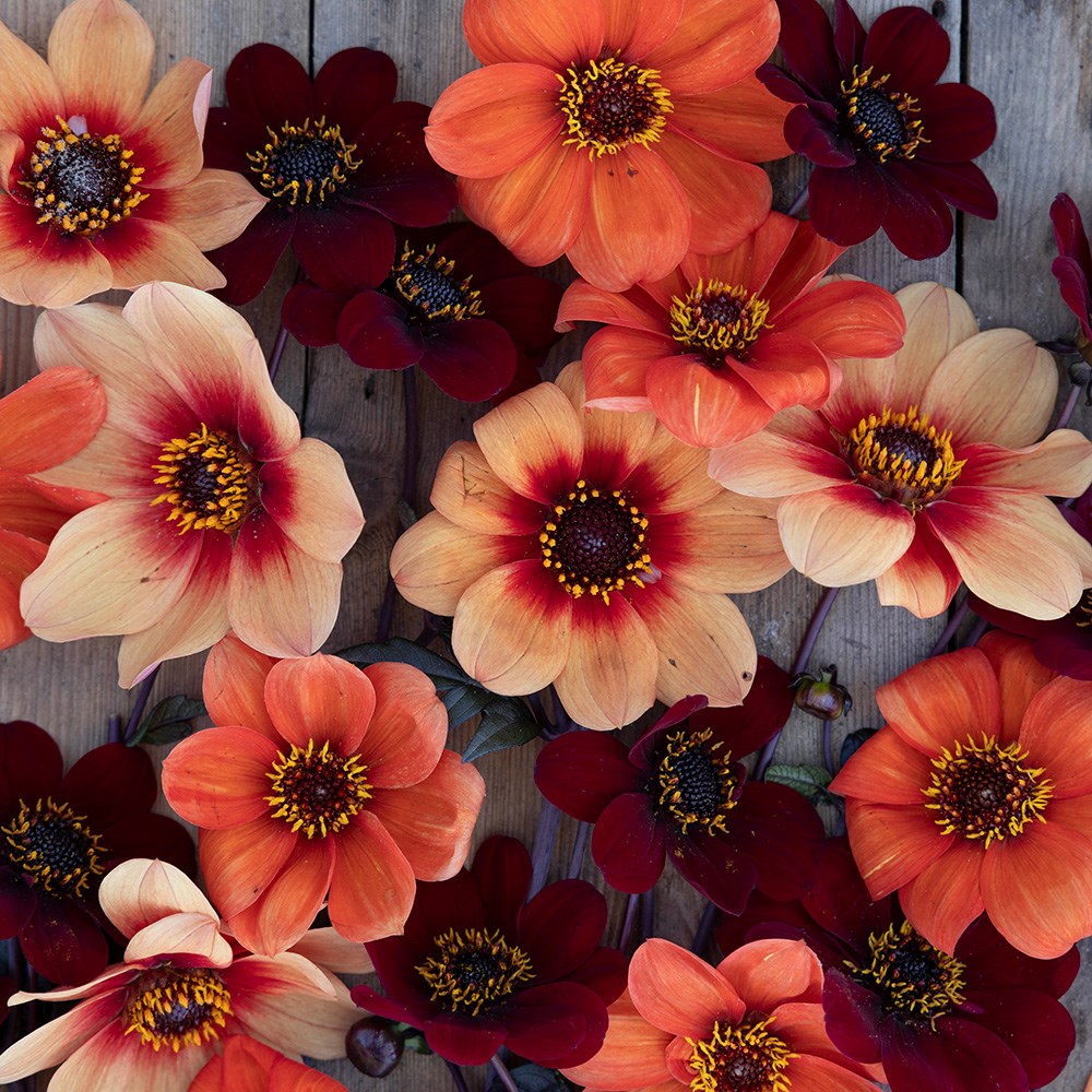 Chocolate orange pollinator dahlia collection