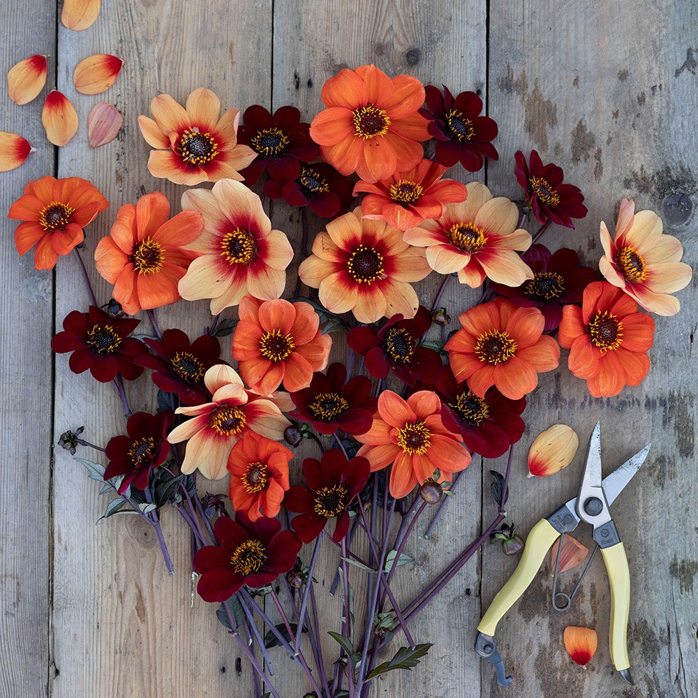 Chocolate orange pollinator dahlia collection