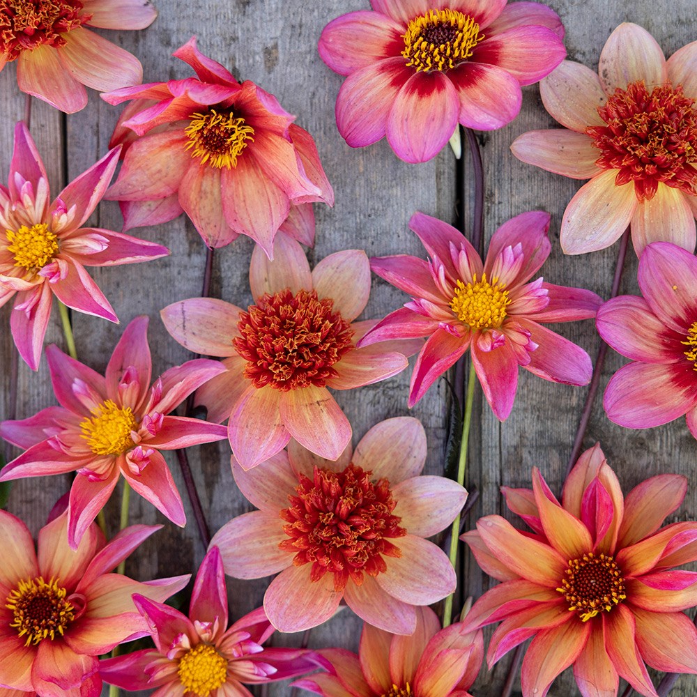 Bees & butterflies dahlia collection