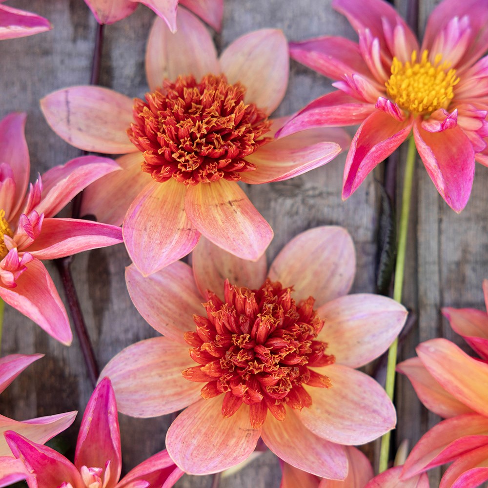 Bees & butterflies dahlia collection