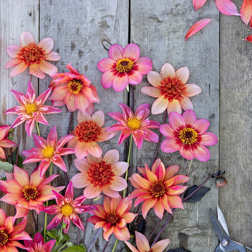 Bees & butterflies dahlia collection