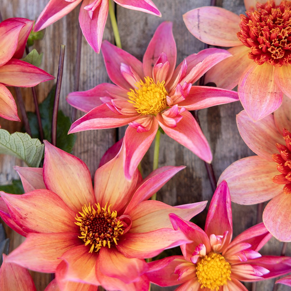 Bees & butterflies dahlia collection