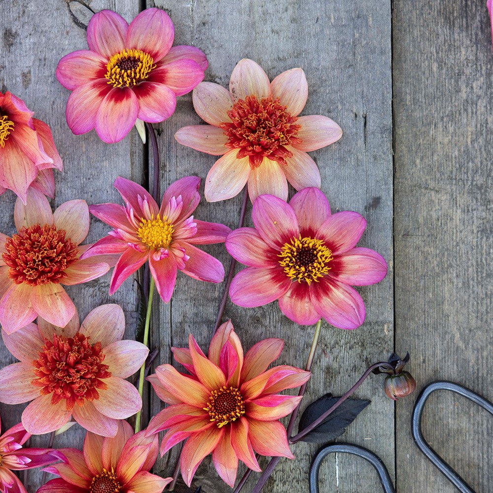 Bees & butterflies dahlia collection