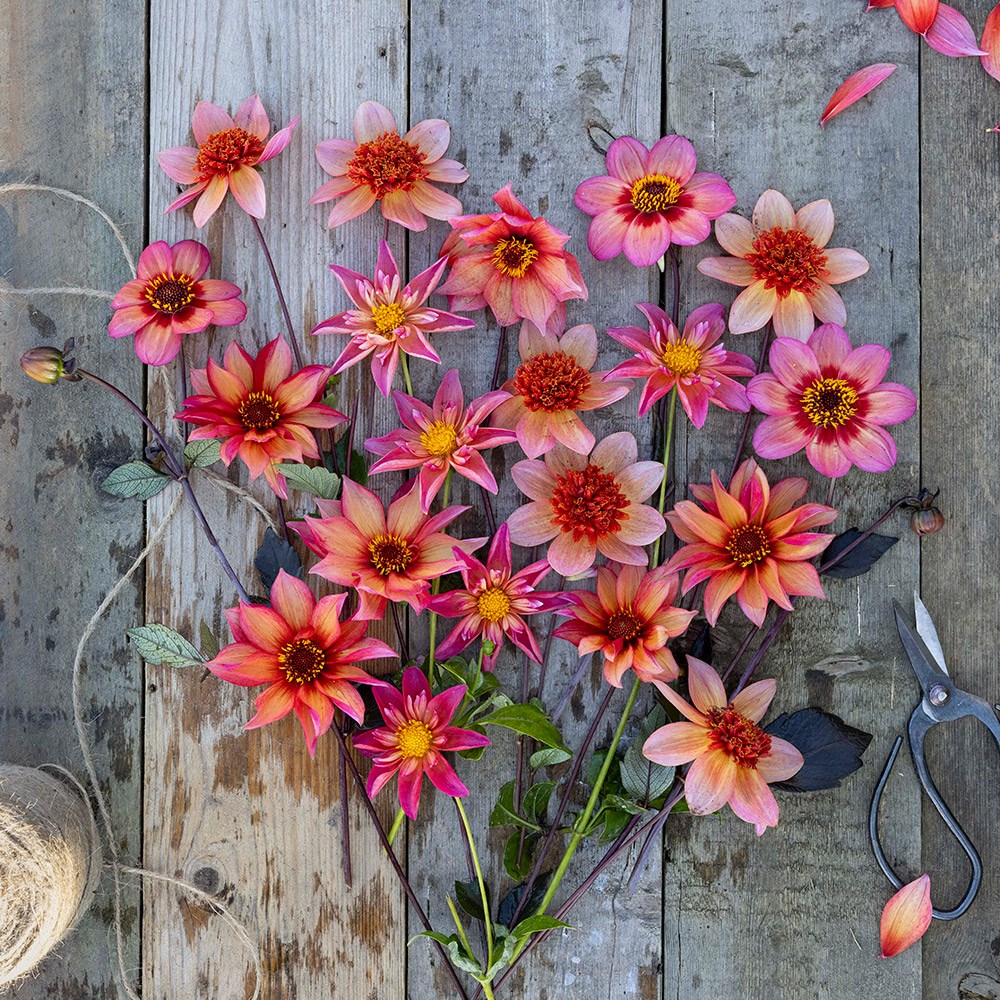 Bees & butterflies dahlia collection
