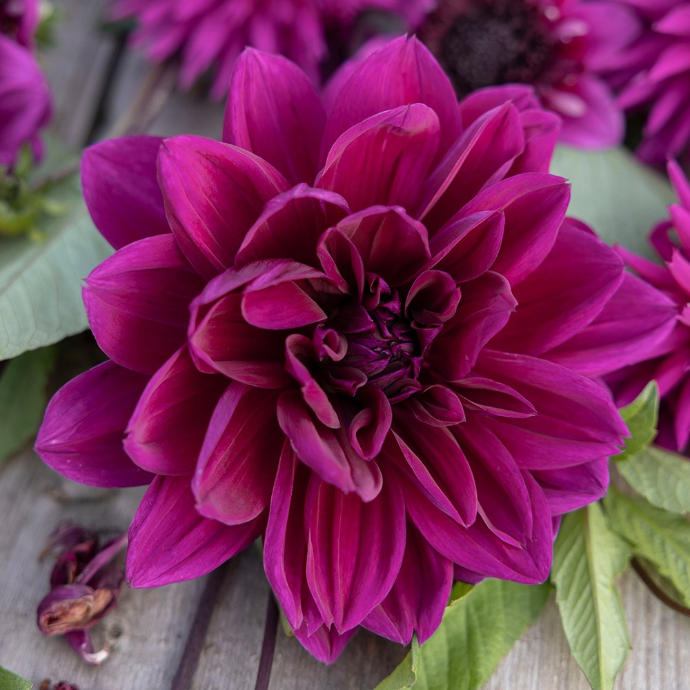 Purple dahlia collection