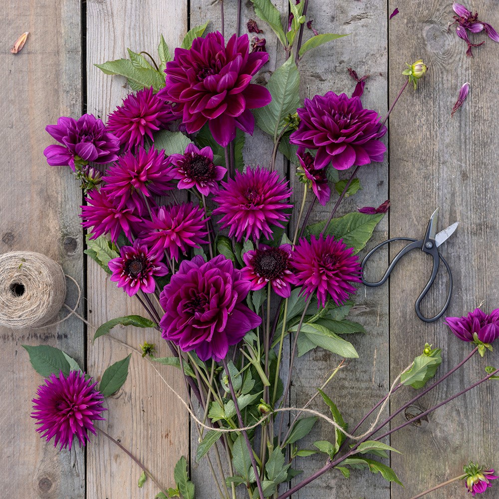 Purple dahlia collection