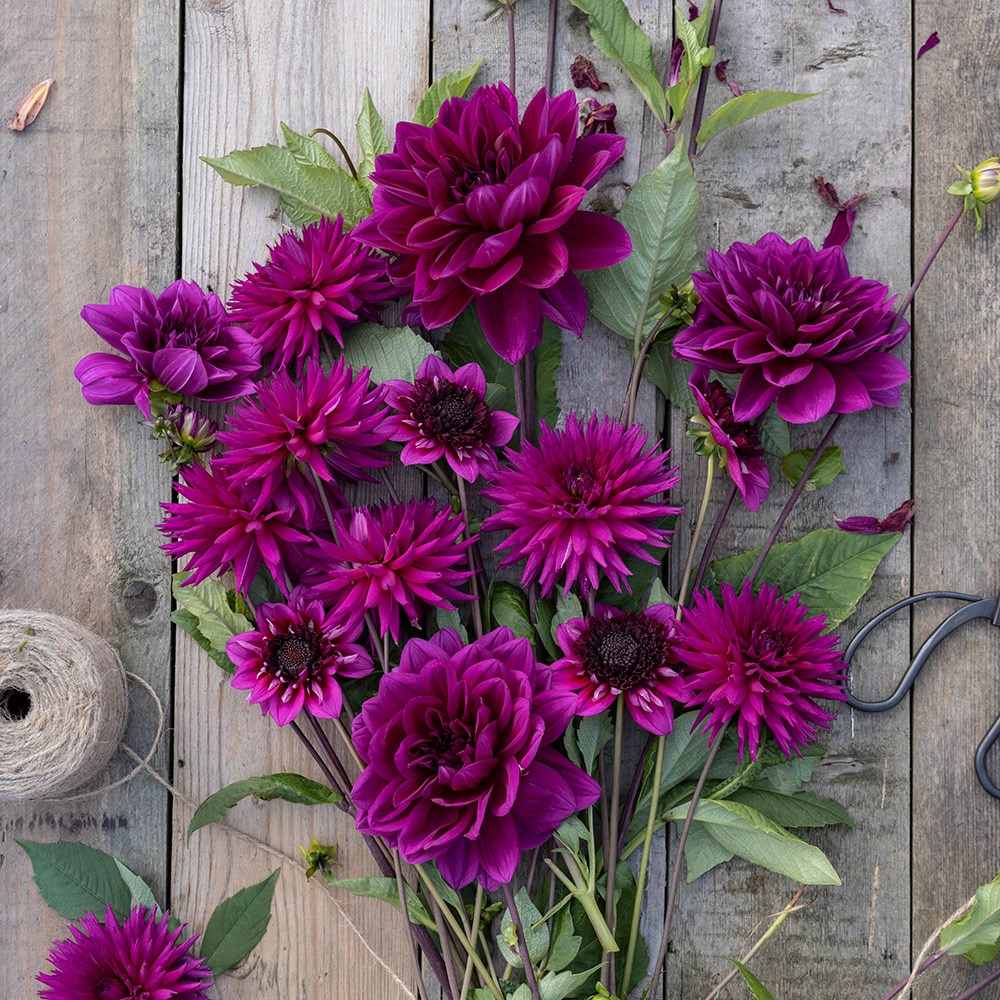 Purple dahlia collection