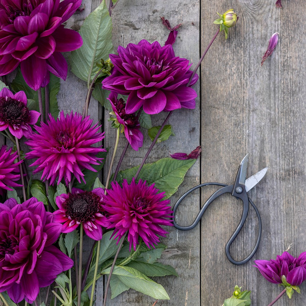 Purple dahlia collection