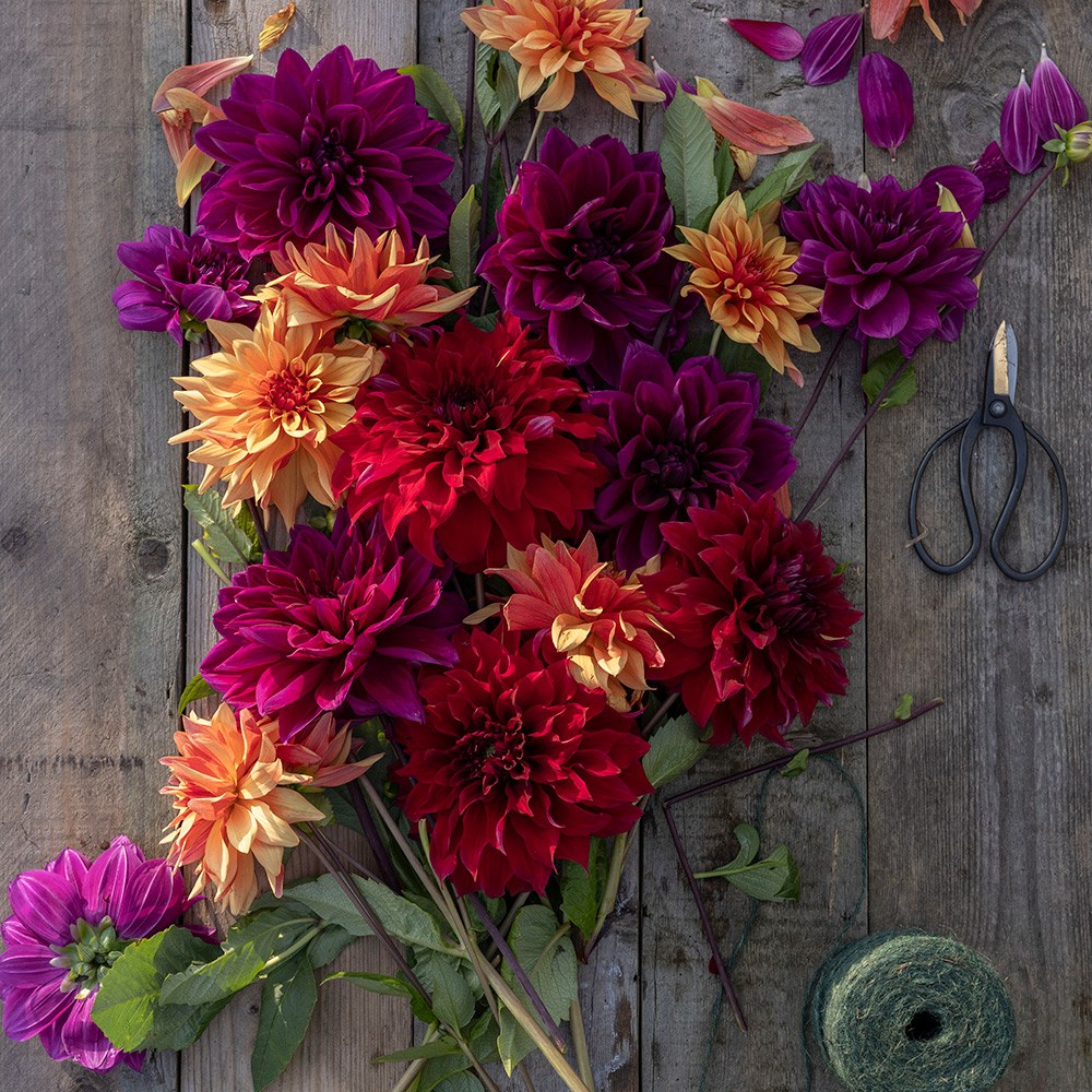 The Laundry Garden jewel dahlia collection 