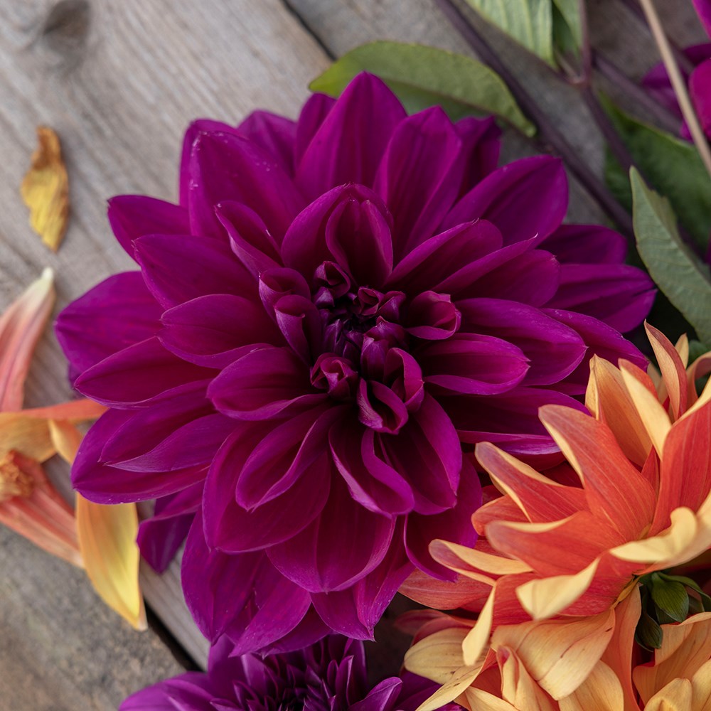 The Laundry Garden jewel dahlia collection 