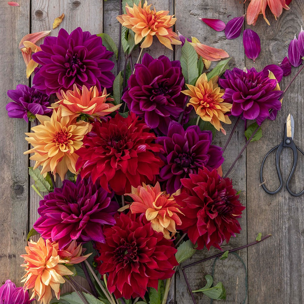 The Laundry Garden jewel dahlia collection 