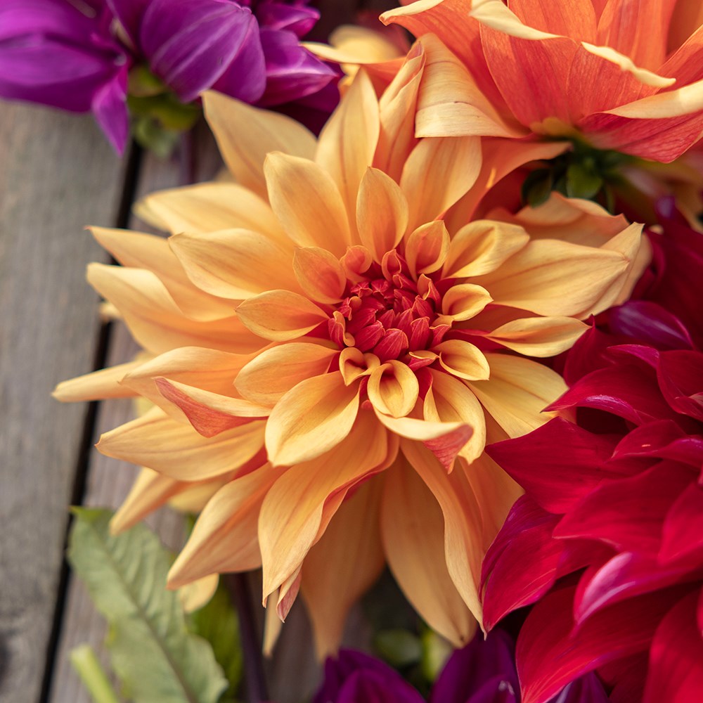 The Laundry Garden jewel dahlia collection 