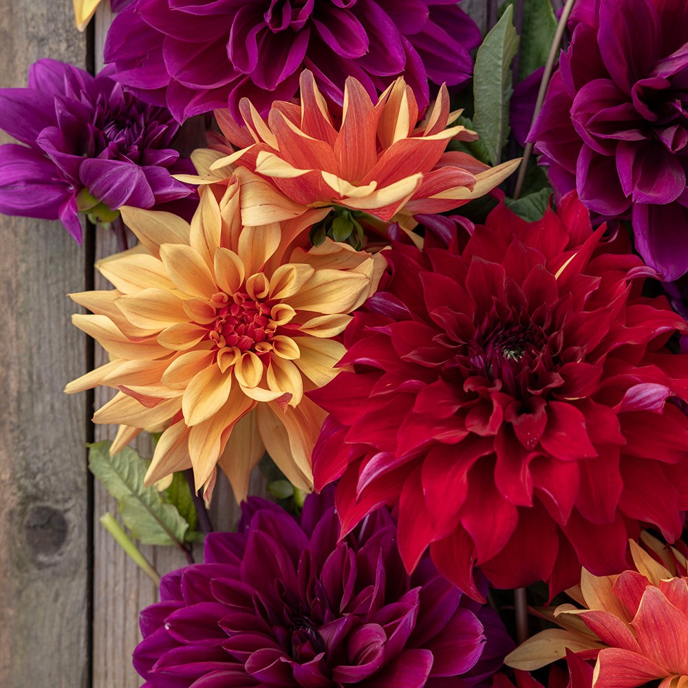 The Laundry Garden jewel dahlia collection 