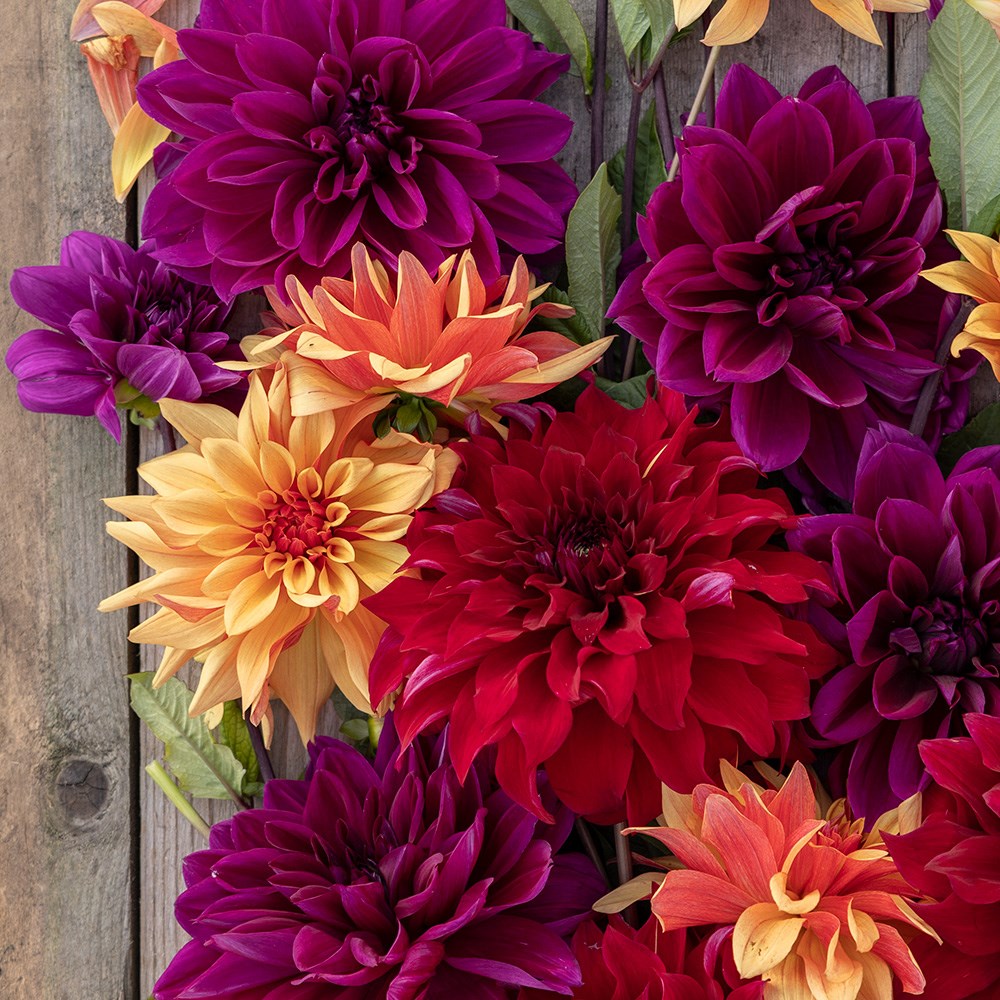 The Laundry Garden jewel dahlia collection 