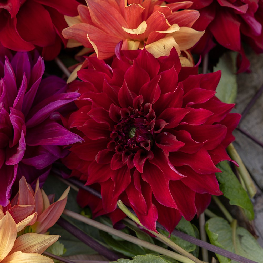 The Laundry Garden jewel dahlia collection 