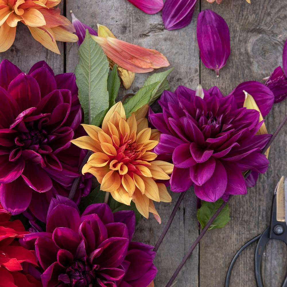 The Laundry Garden jewel dahlia collection 