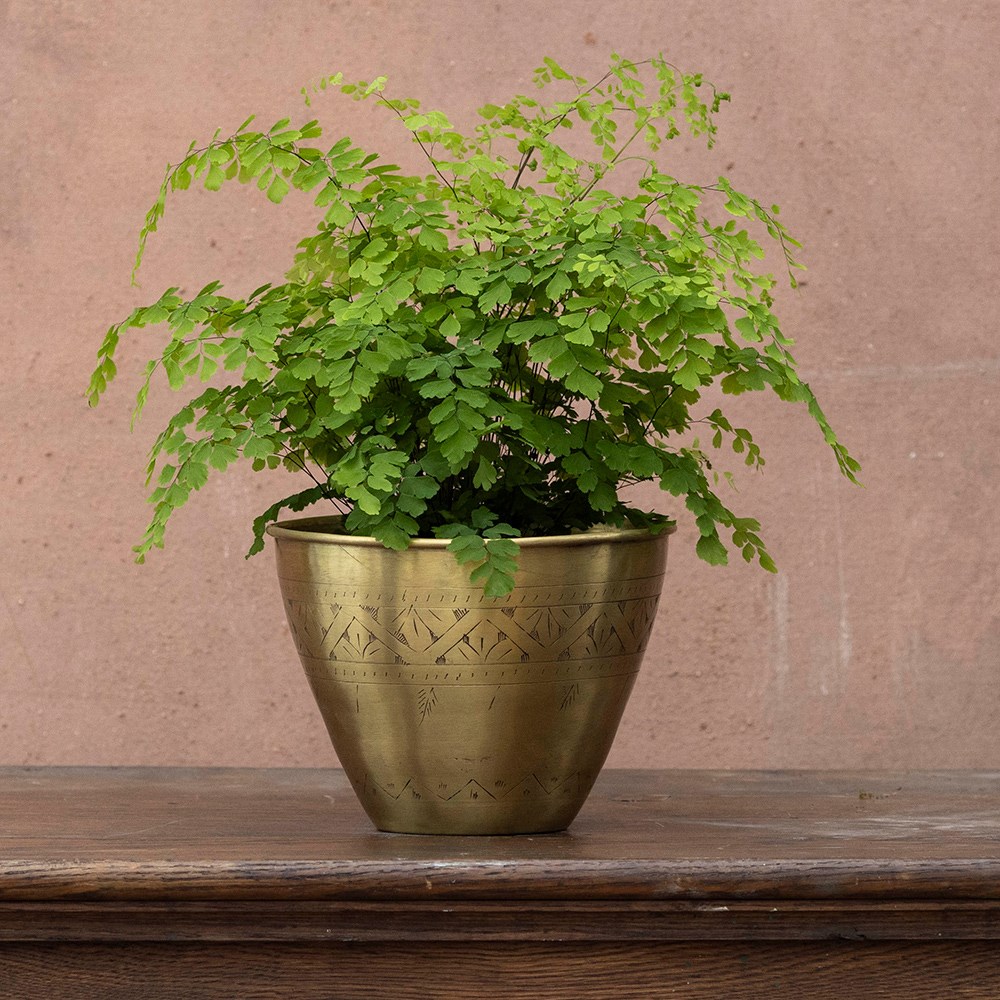 Adiantum raddianum Fragrantissimum | Houseplant