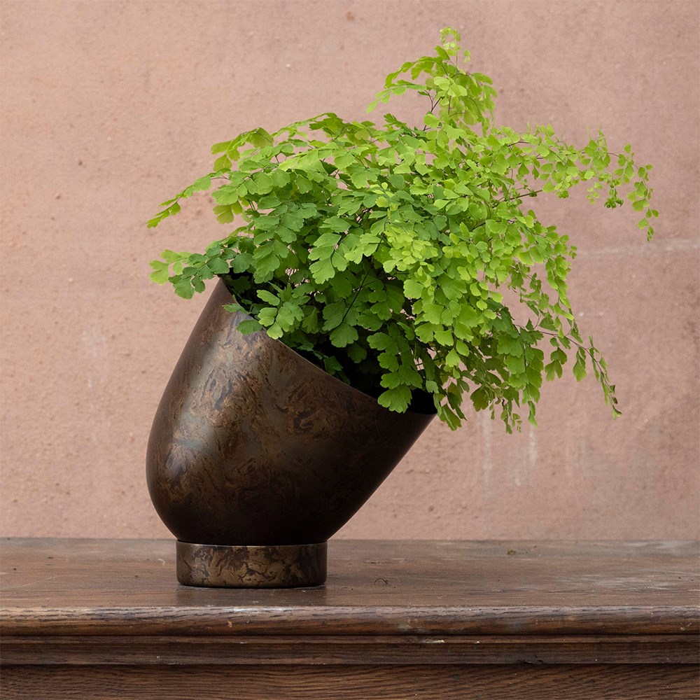 Adiantum raddianum Fragrantissimum | Houseplant