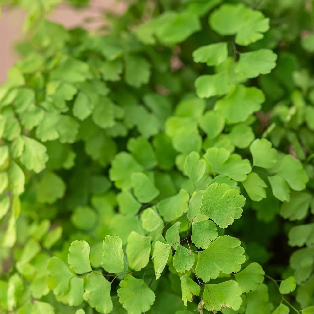 Adiantum raddianum Fragrantissimum | Houseplant