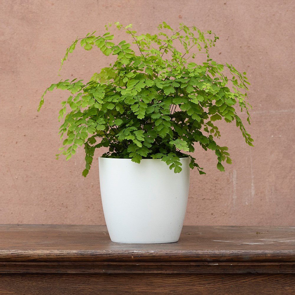 Adiantum raddianum Fragrantissimum | Houseplant