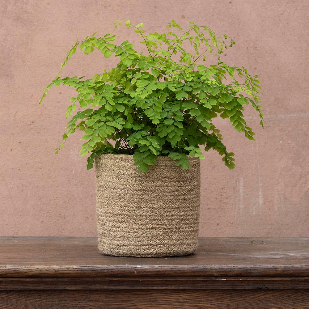 Adiantum raddianum Fragrantissimum | Houseplant