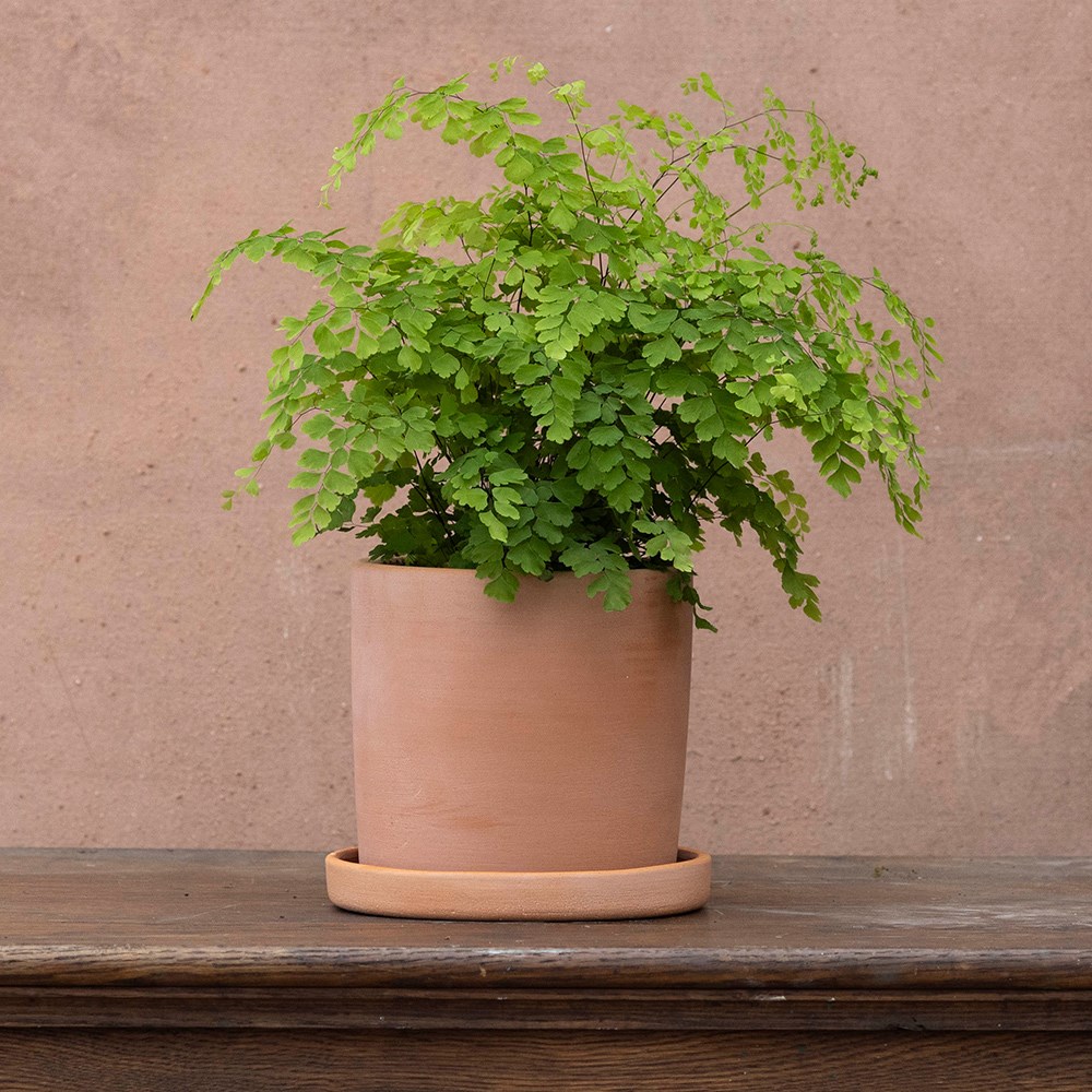 Adiantum raddianum Fragrantissimum | Houseplant