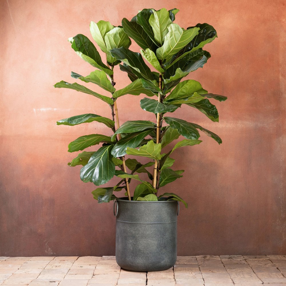 <i>Ficus lyrata</i> 