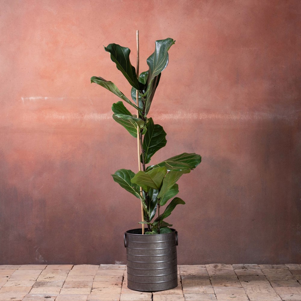 <i>Ficus lyrata</i> 