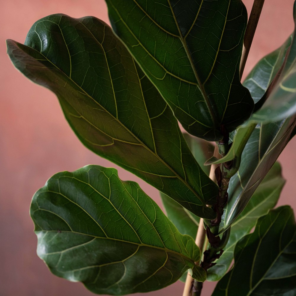 <i>Ficus lyrata</i> 