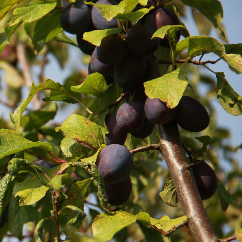 <i>damson</i> 'Damson Sweet Prune'