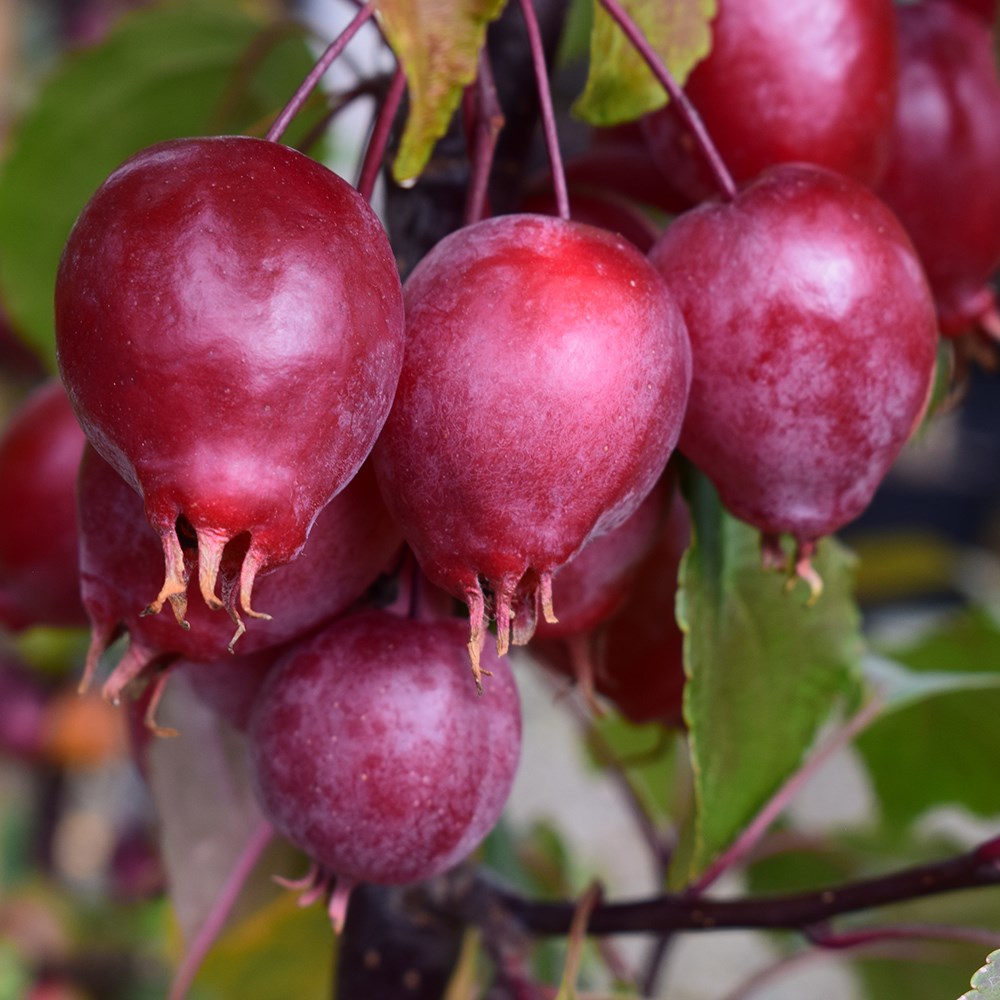 <i>Malus</i> <b class=small-caps>Red Obelisk</b> ('Dvp Obel')