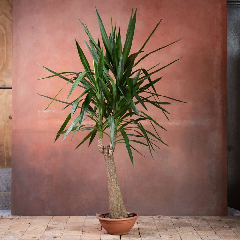 <i>Yucca elephantipes</i> 