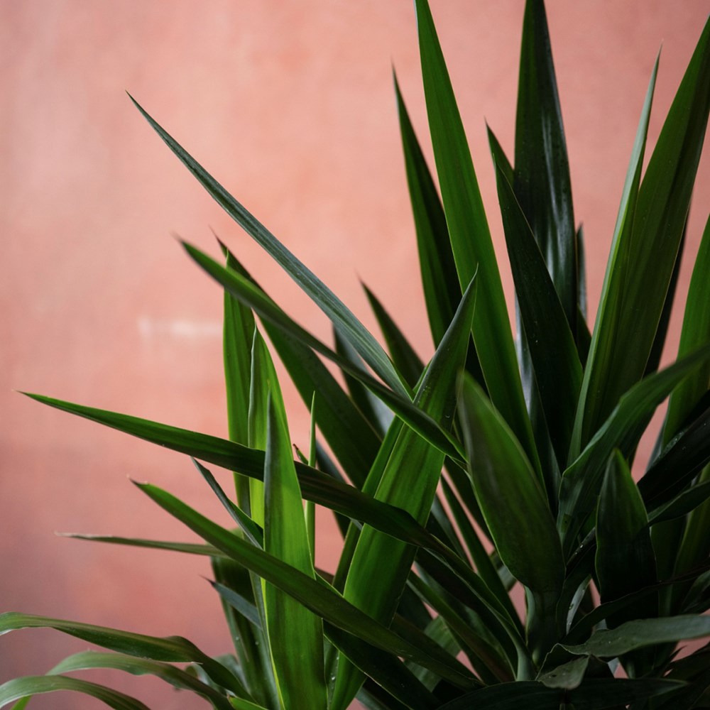 <i>Yucca elephantipes</i> 
