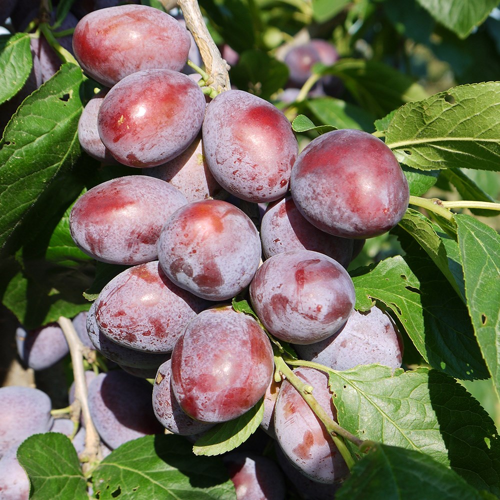 plum 'Katinka' (PBR)