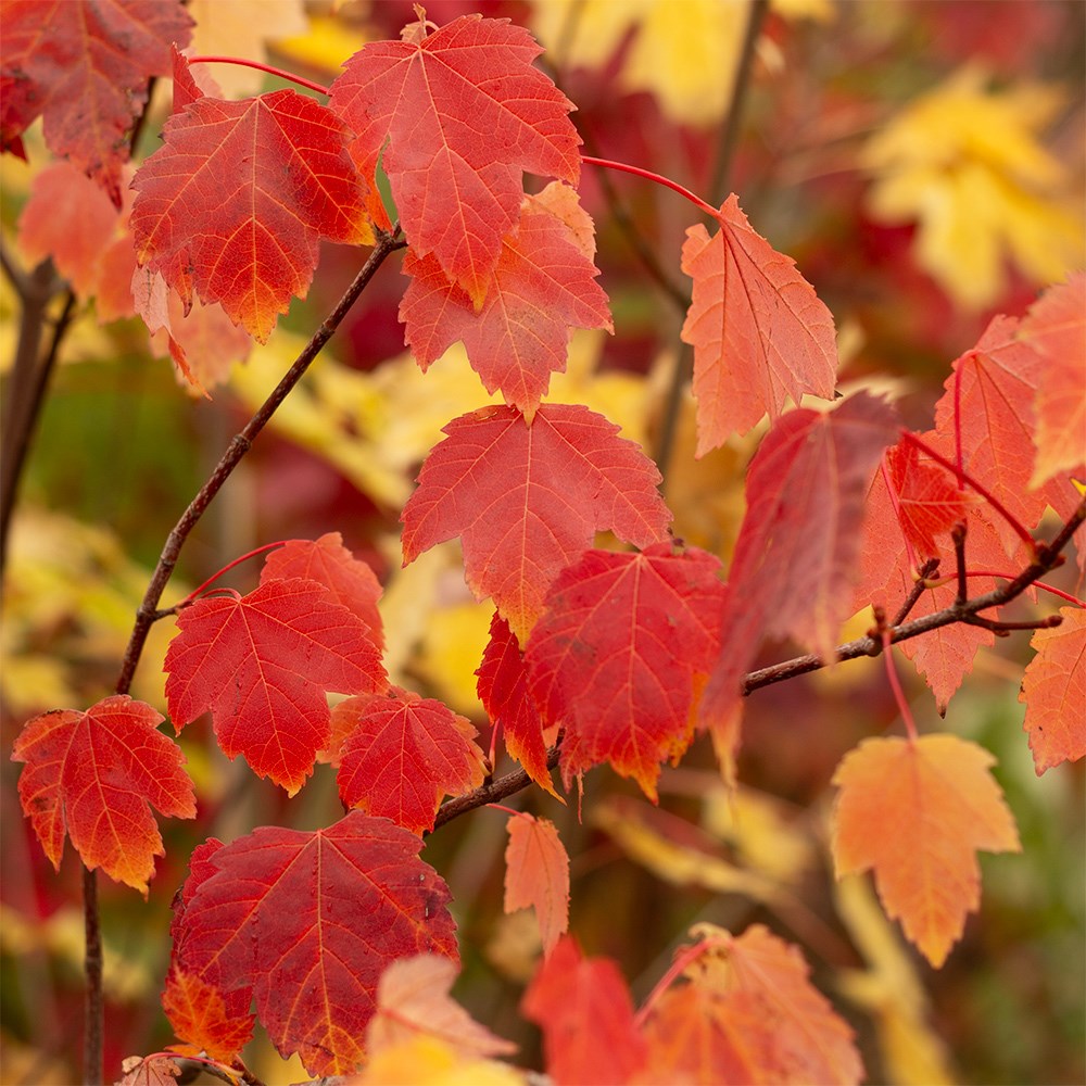 <i>Acer rubrum</i> 'Scanlon'