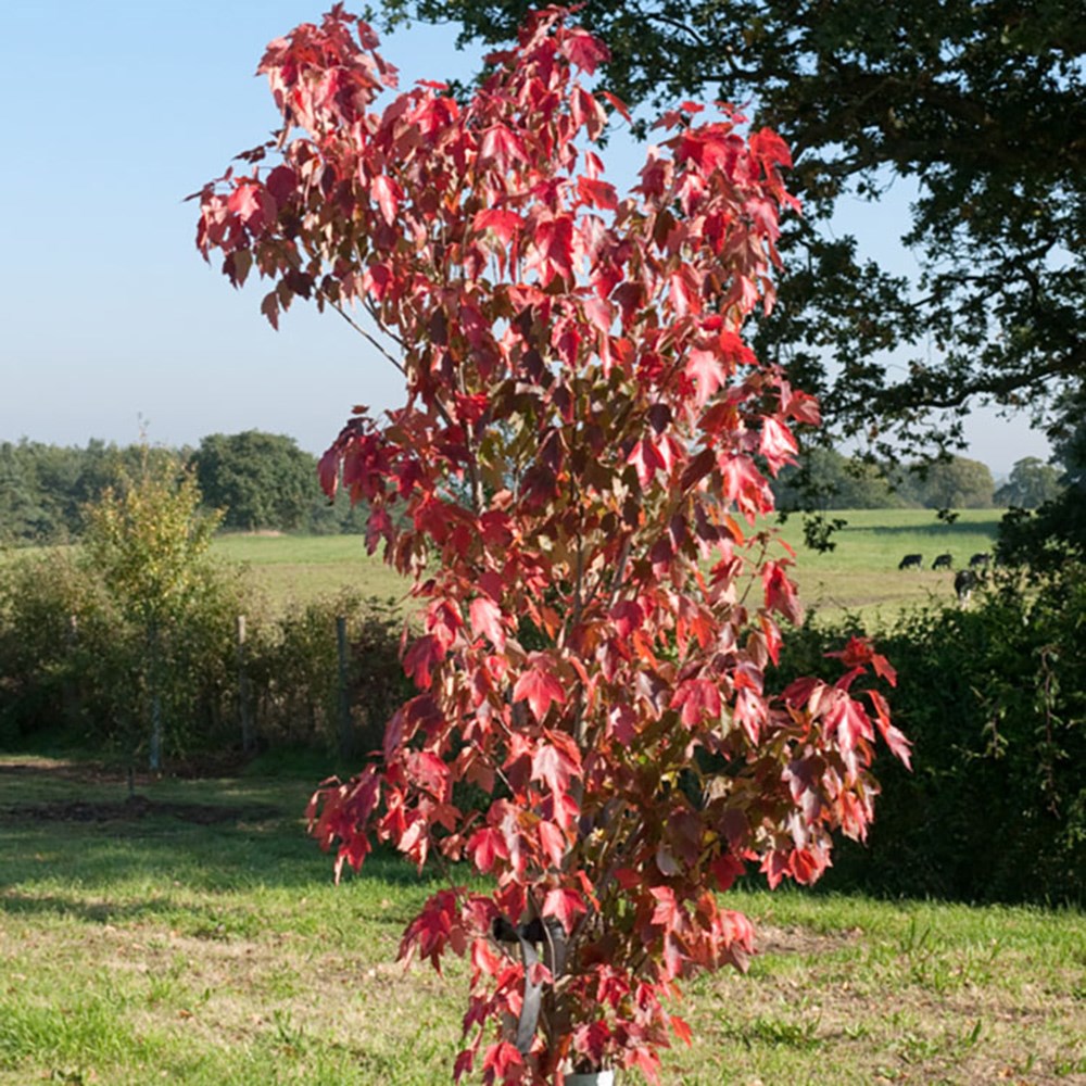 <i>Acer rubrum</i> 'Sun Valley'