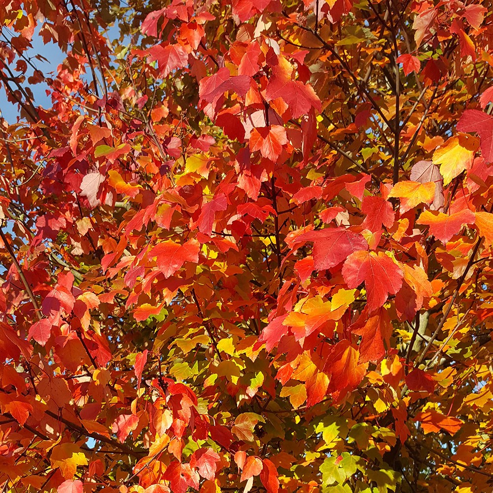<i>Acer</i> × <i>freemanii</i> 'Morgan'
