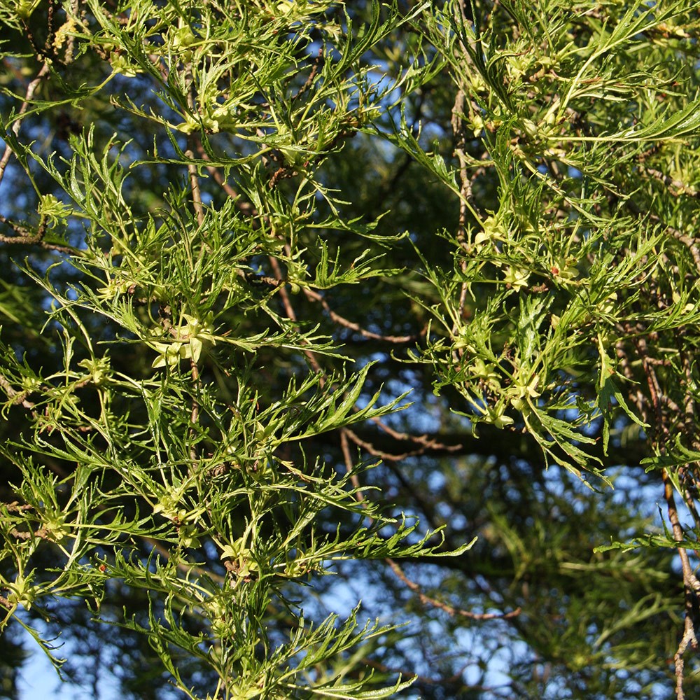 <i>Alnus glutinosa</i> 'Imperialis'