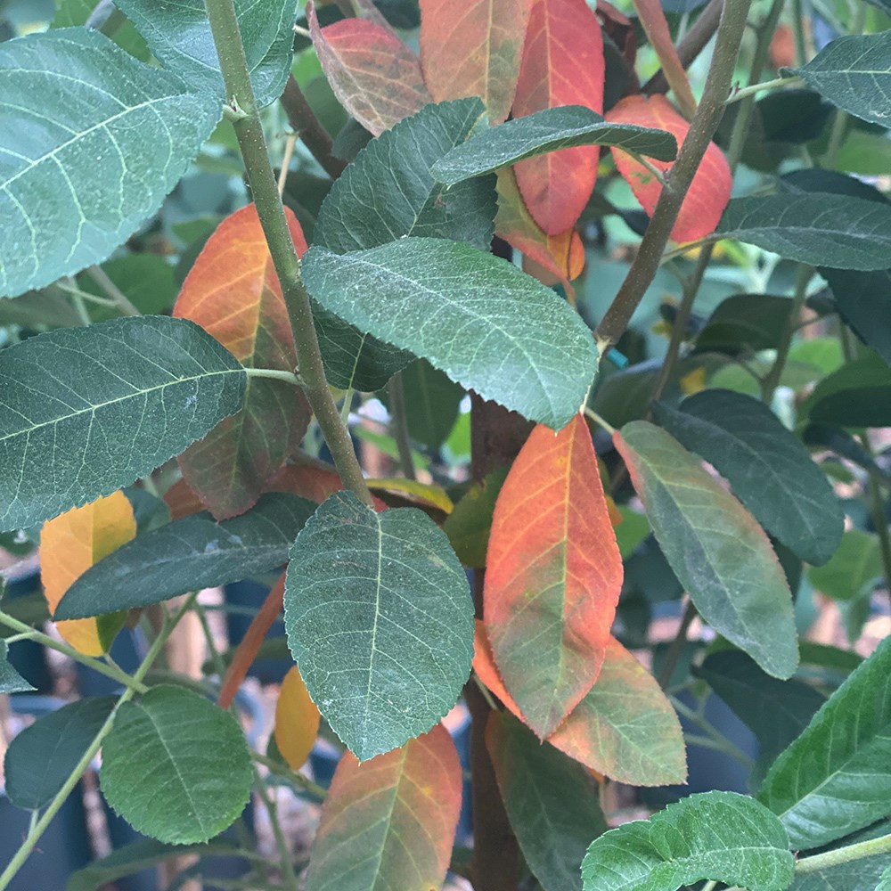 <i>Amelanchier canadensis</i> 'Glenn Form'