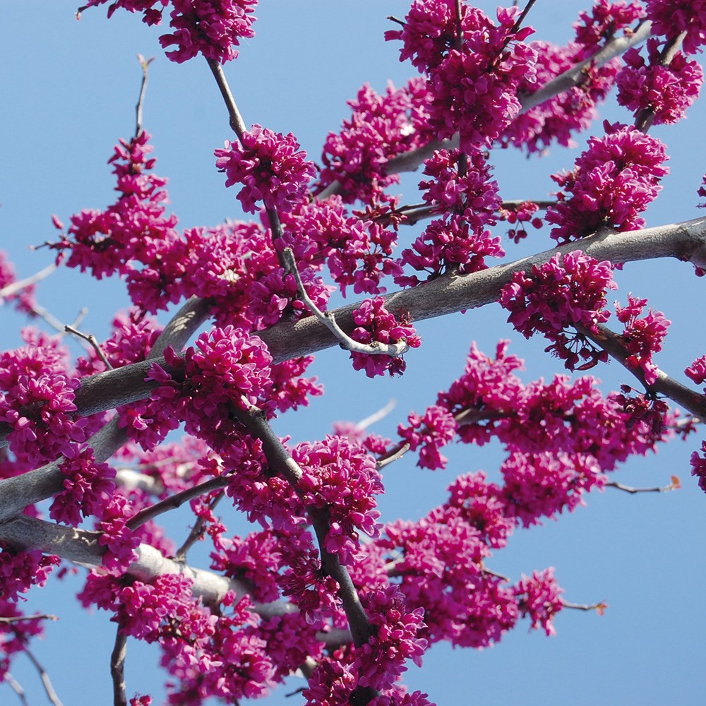 <i>Cercis canadensis var. texensis</i> 'Oklahoma'