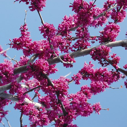 Cercis canadensis var. texensis Oklahoma