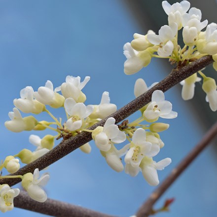 Cercis canadensis Texan White