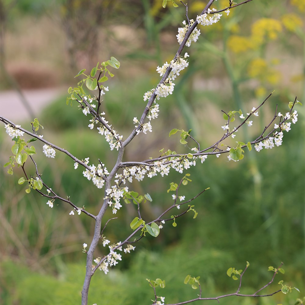 <i>Cercis canadensis</i> 'Texan White'